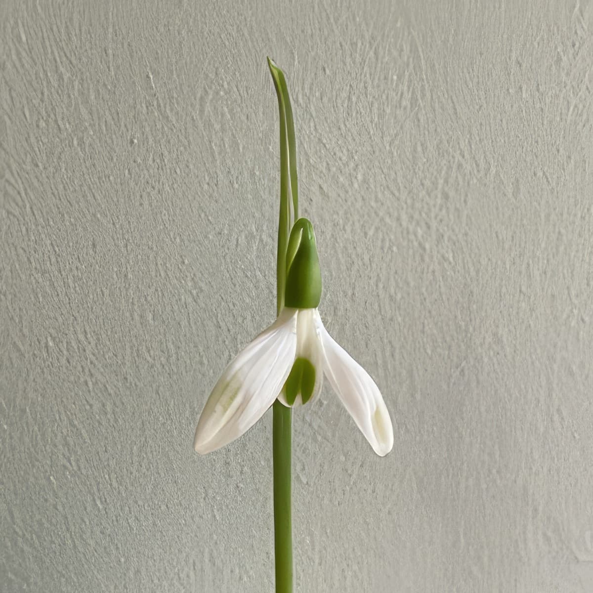 Galanthus Sheds and Outhouses