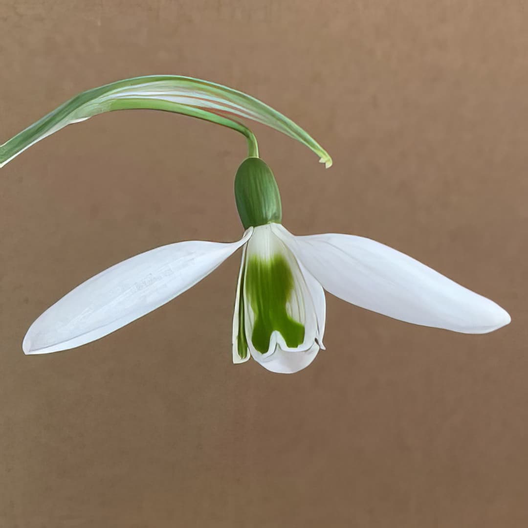 Galanthus elwesii X Files