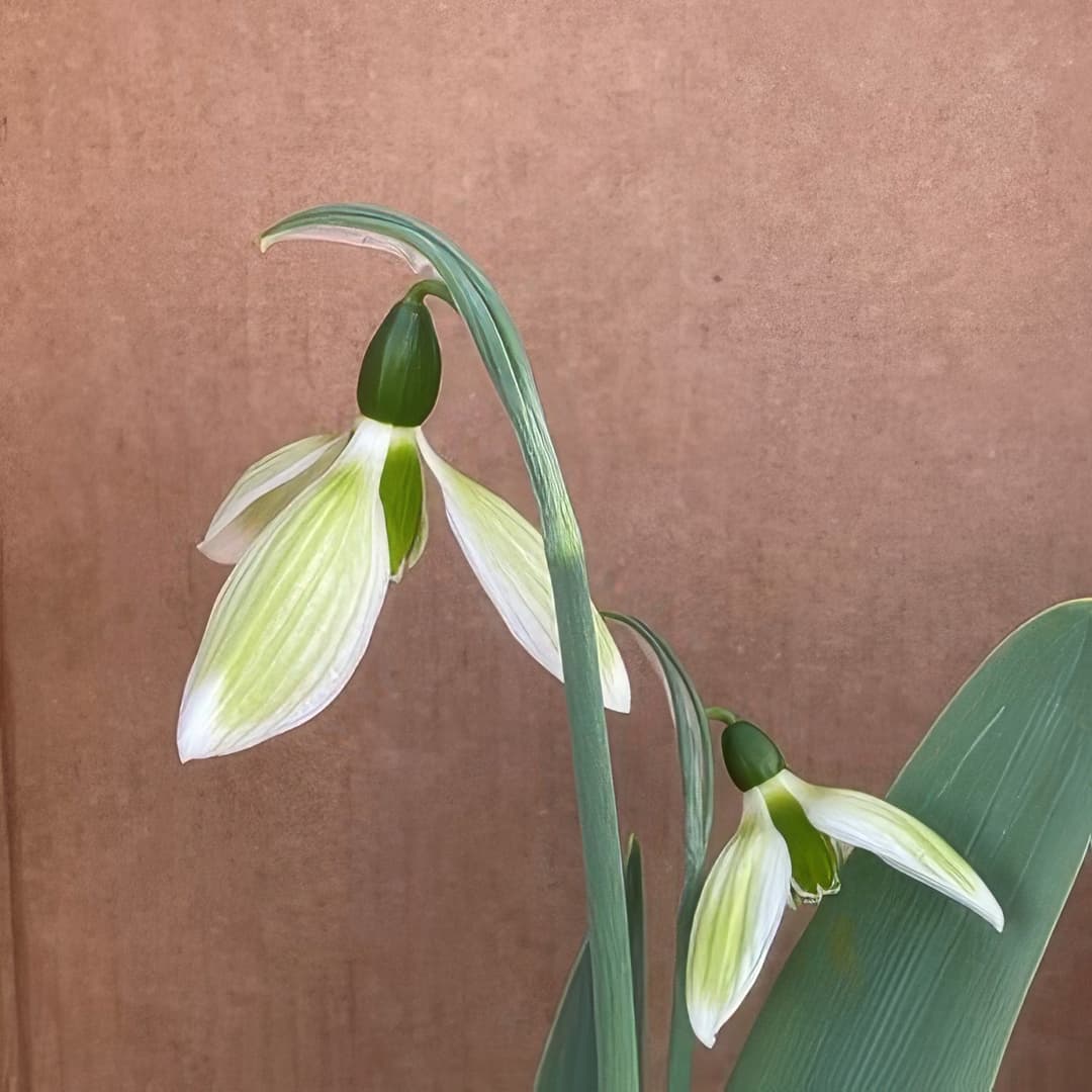 Galanthus elwesii Margaret Biddulph