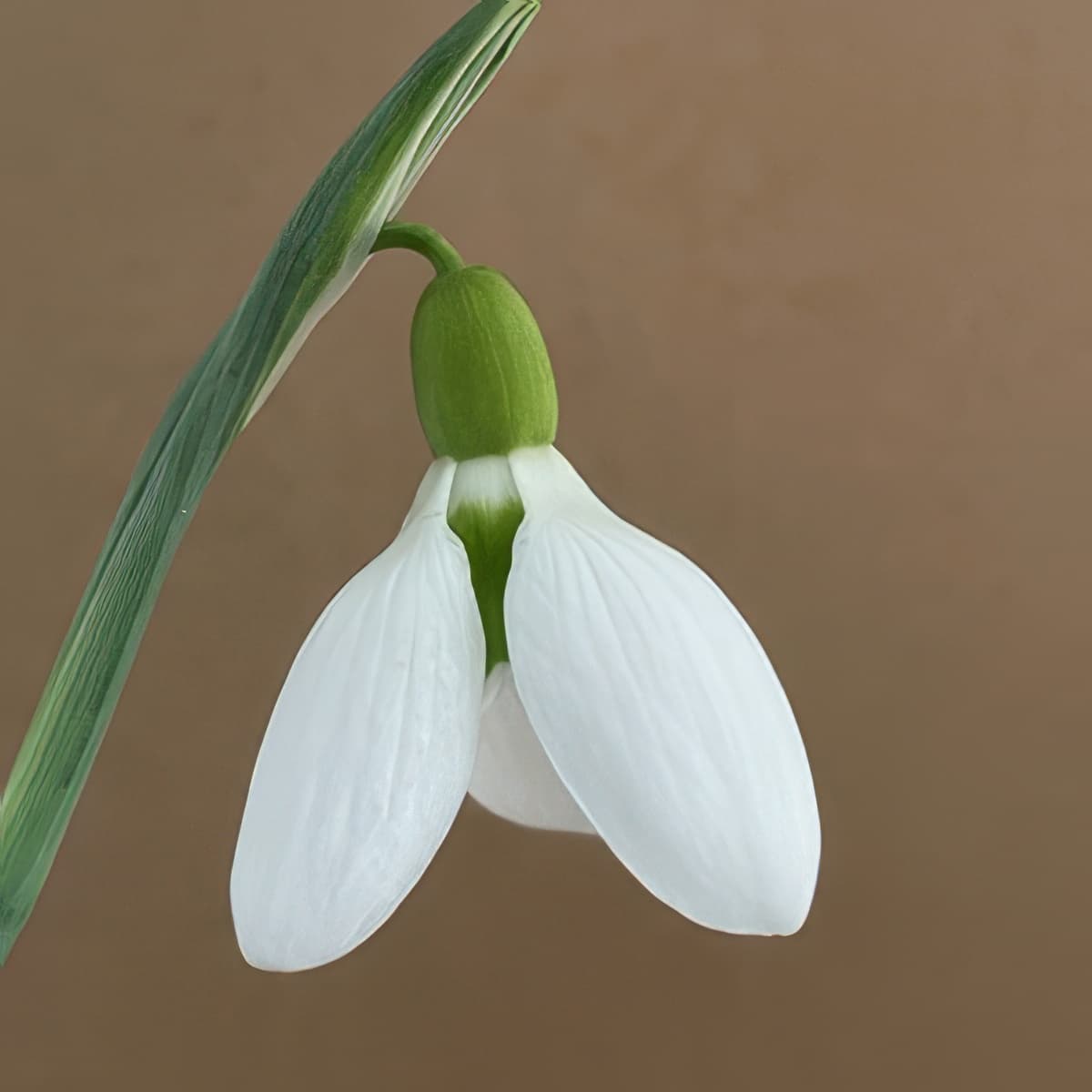 Galanthus plicatus Blue Jay