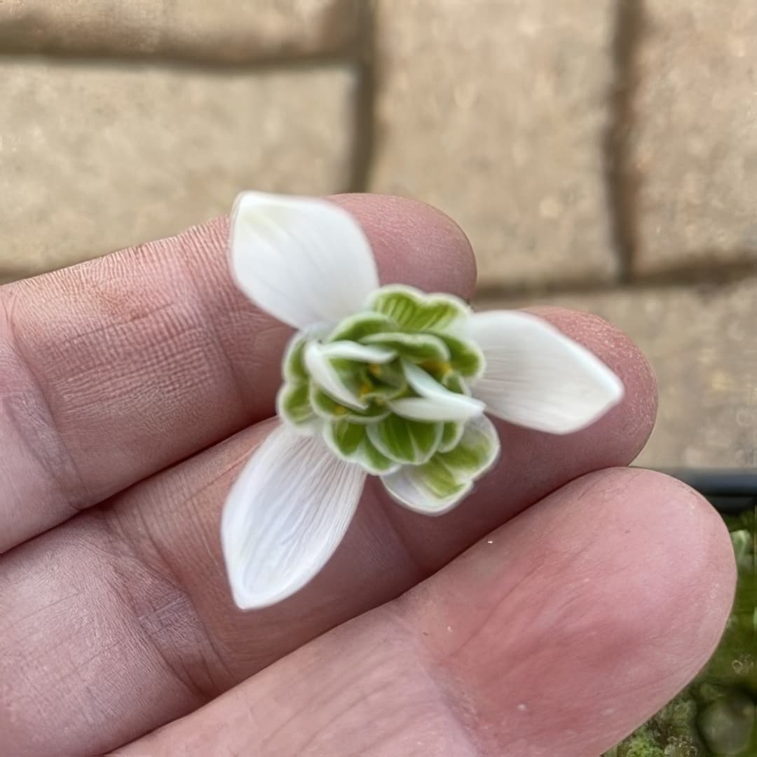 Galanthus Full Marks