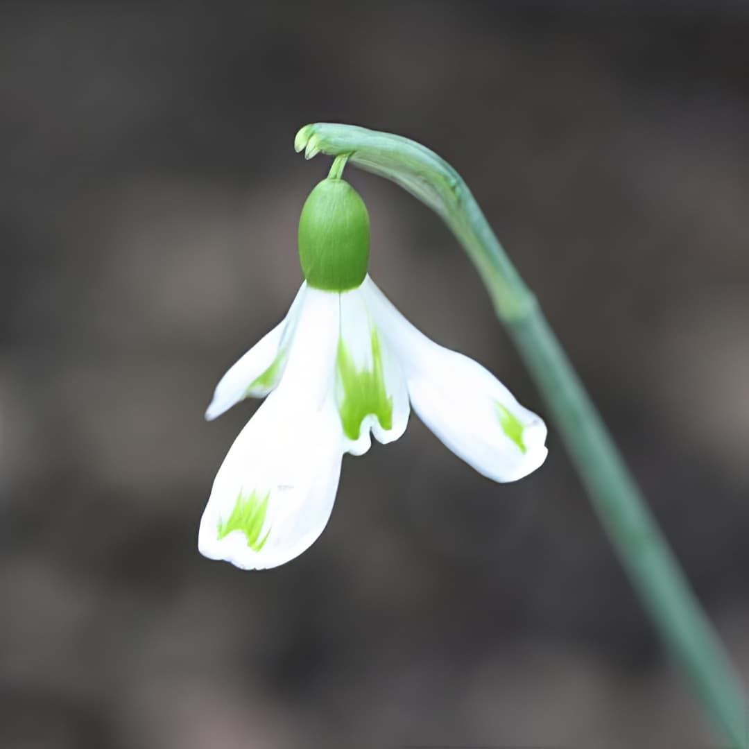 Galanthus Bertha