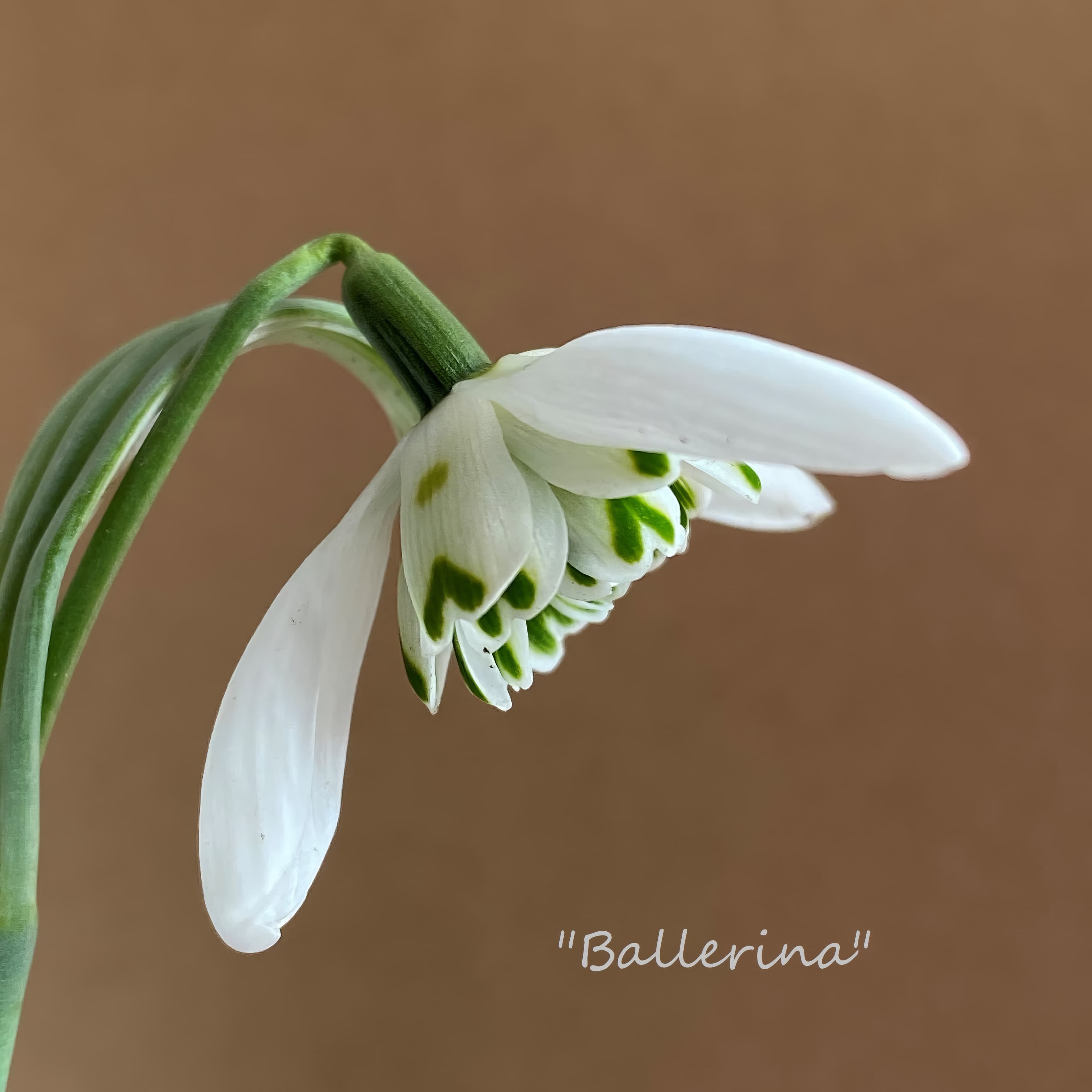 Fridge Magnet - Galanthus Ballerina (Free P&P)