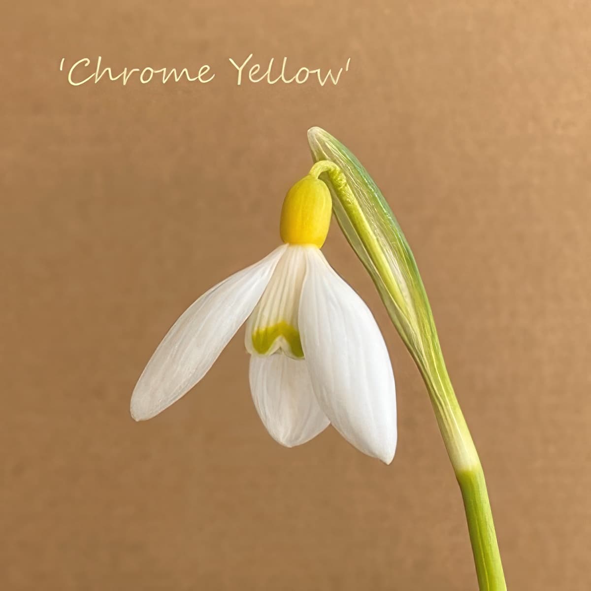 Fridge Magnet - Galanthus Chrome Yellow (Free P&P)