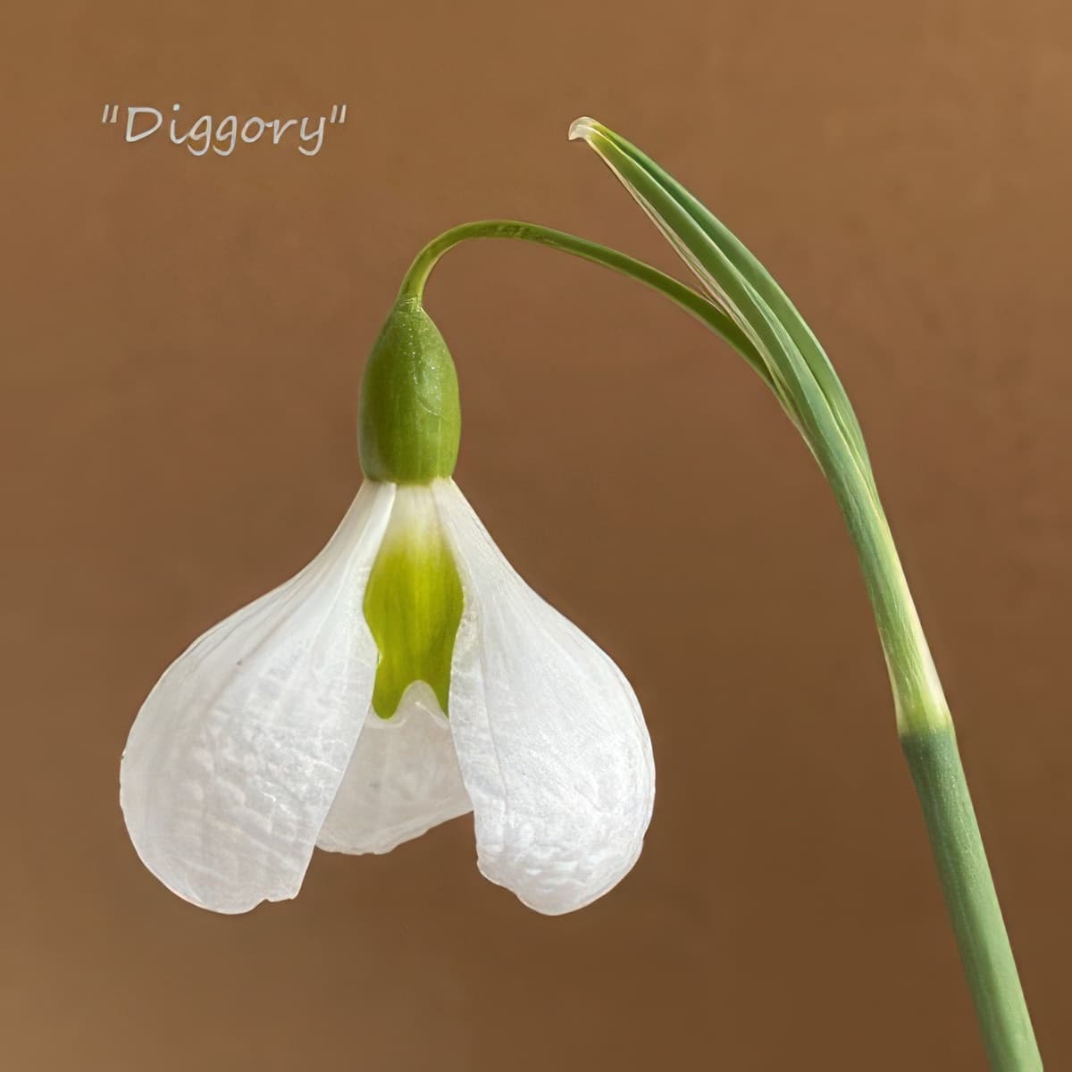 Fridge Magnet - Galanthus Diggory (Free P&P)