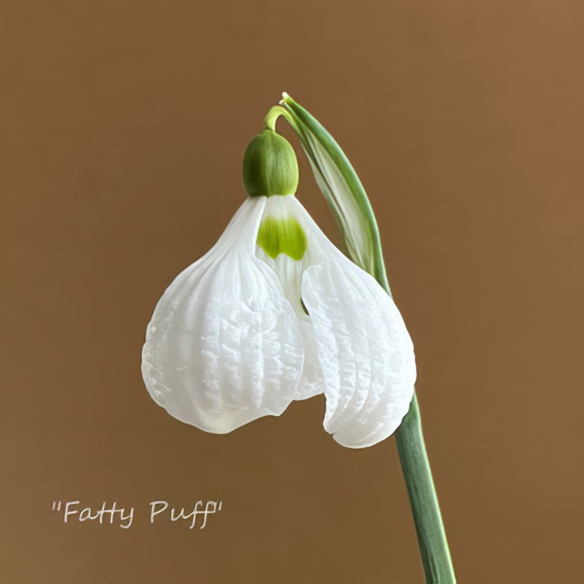 Fridge Magnet - Galanthus Fatty Puff (Free P&P)
