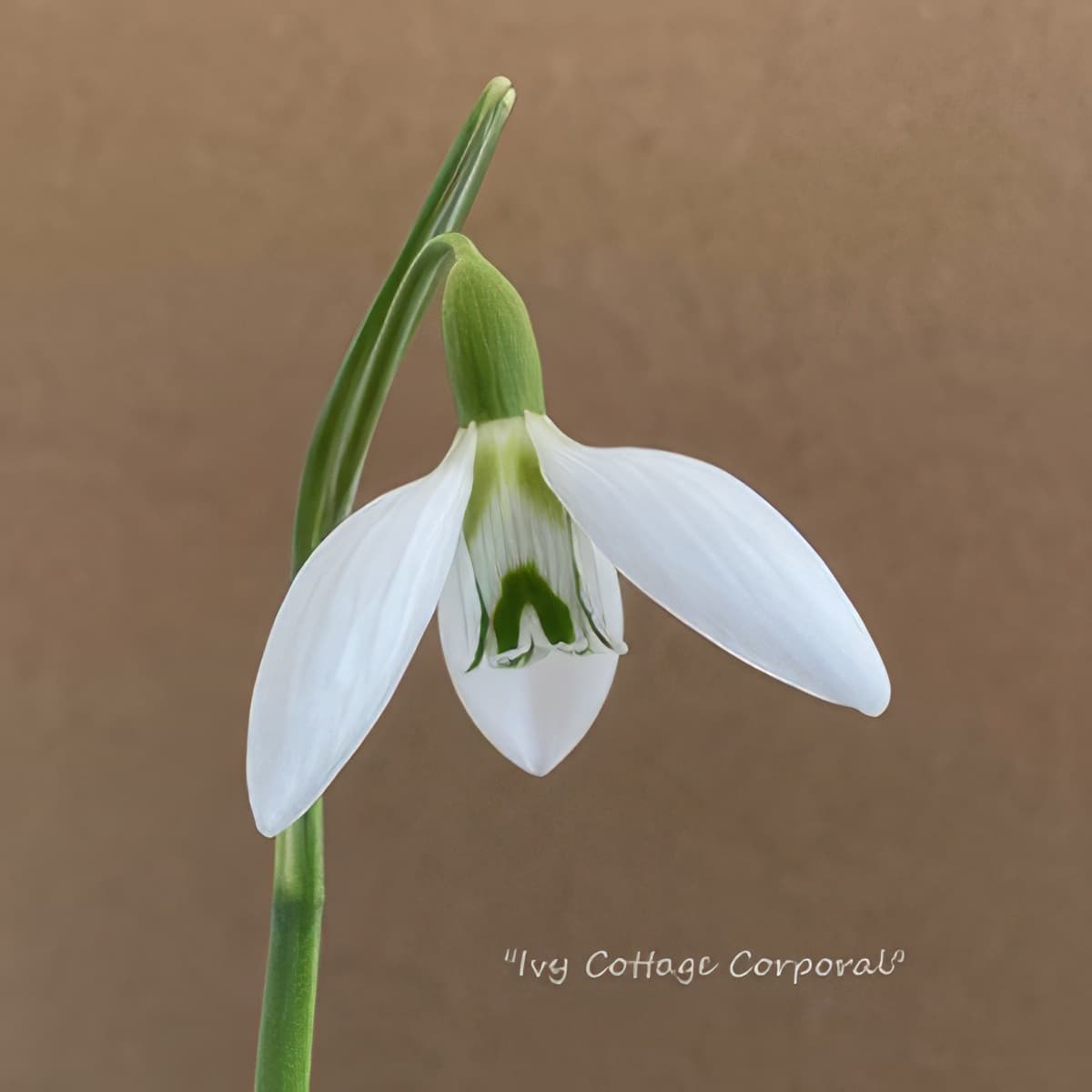 Fridge Magnet - Galanthus Ivy Cottage Corporal (Free P&P)