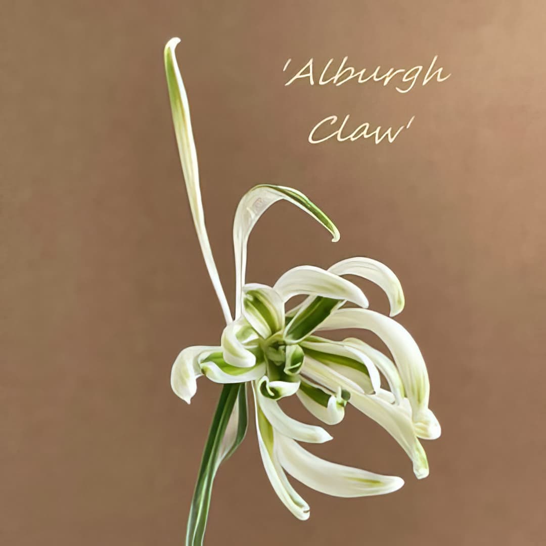 Fridge Magnet - Galanthus Alburgh Claw (Free P&P)