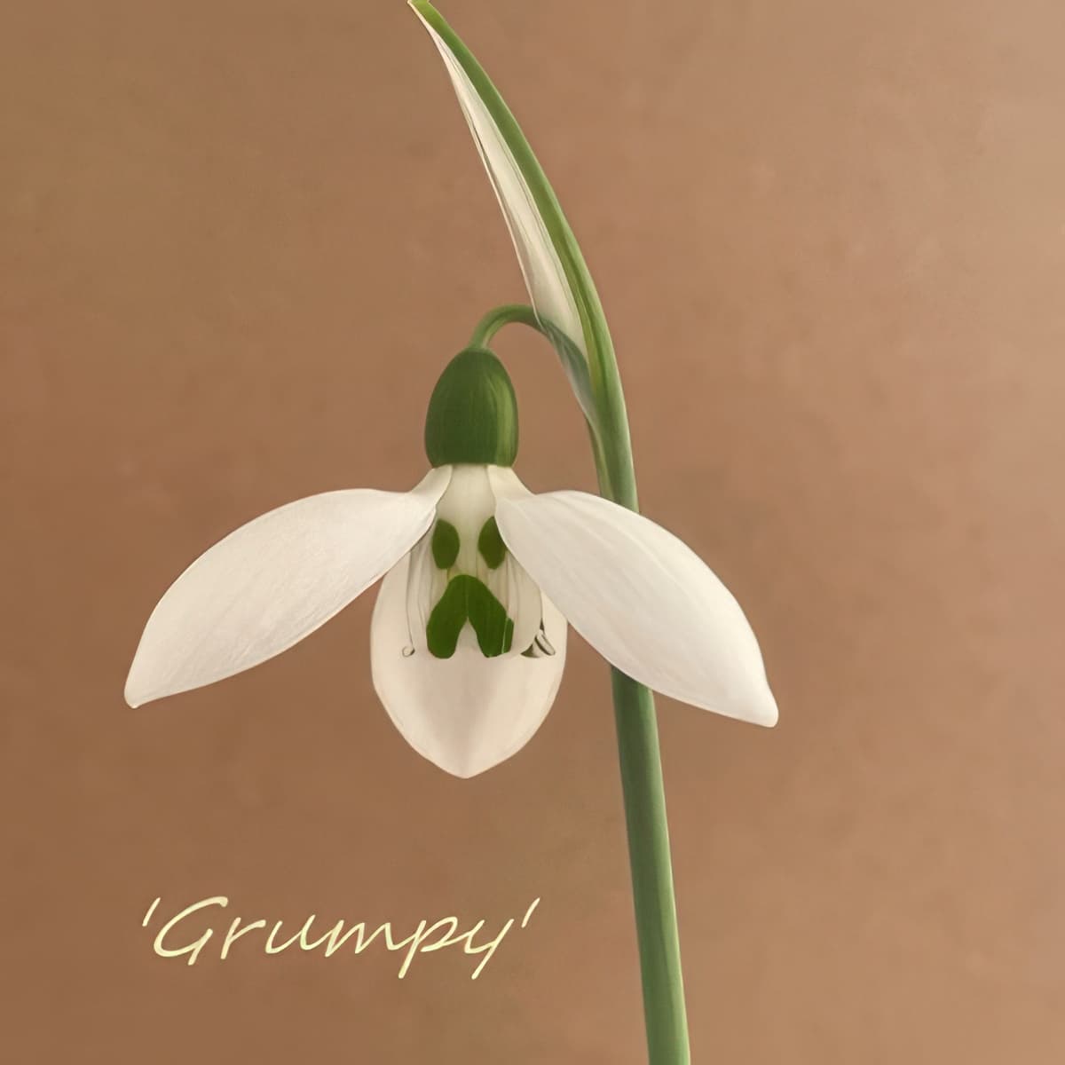 Fridge Magnet - Galanthus Grumpy (Free P&P)