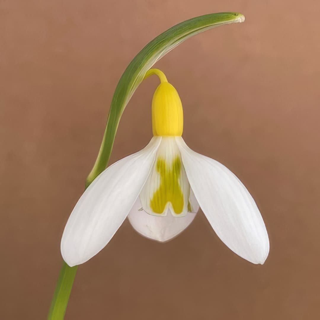 Galanthus plicatus Chantry Gold Cross