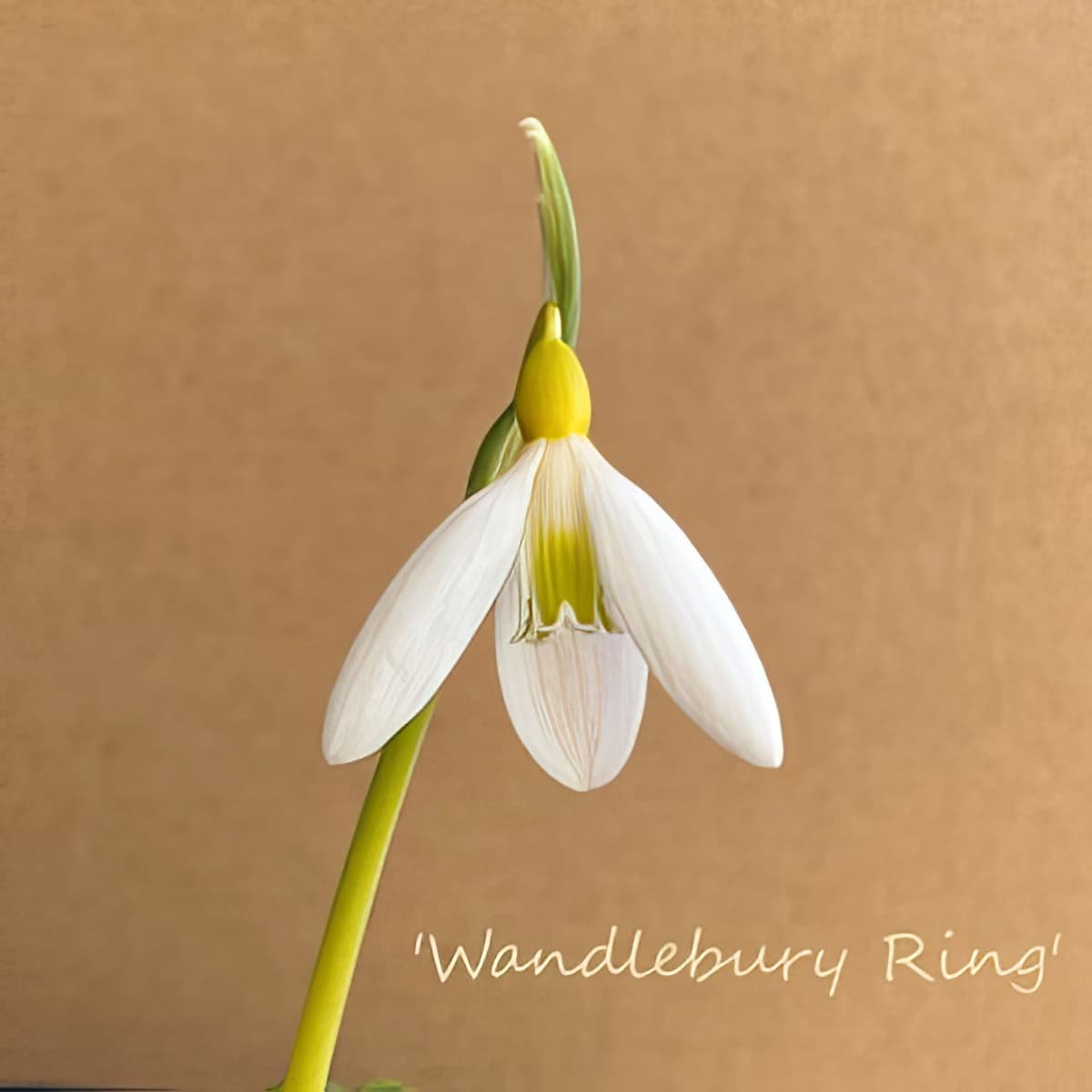 Fridge Magnet - Galanthus Wandlebury Ring (Free P&P)