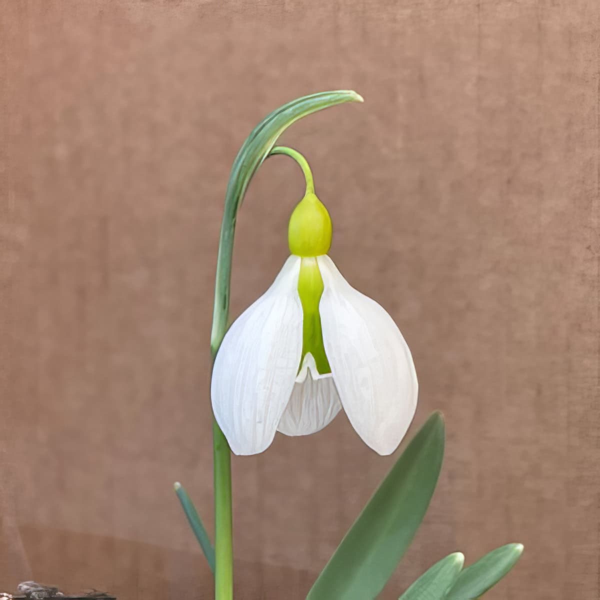 Galanthus Bloomer
