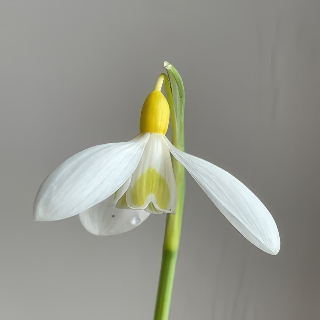 Galanthus Dryad Gold Standard