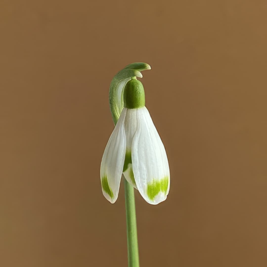Galanthus Janet