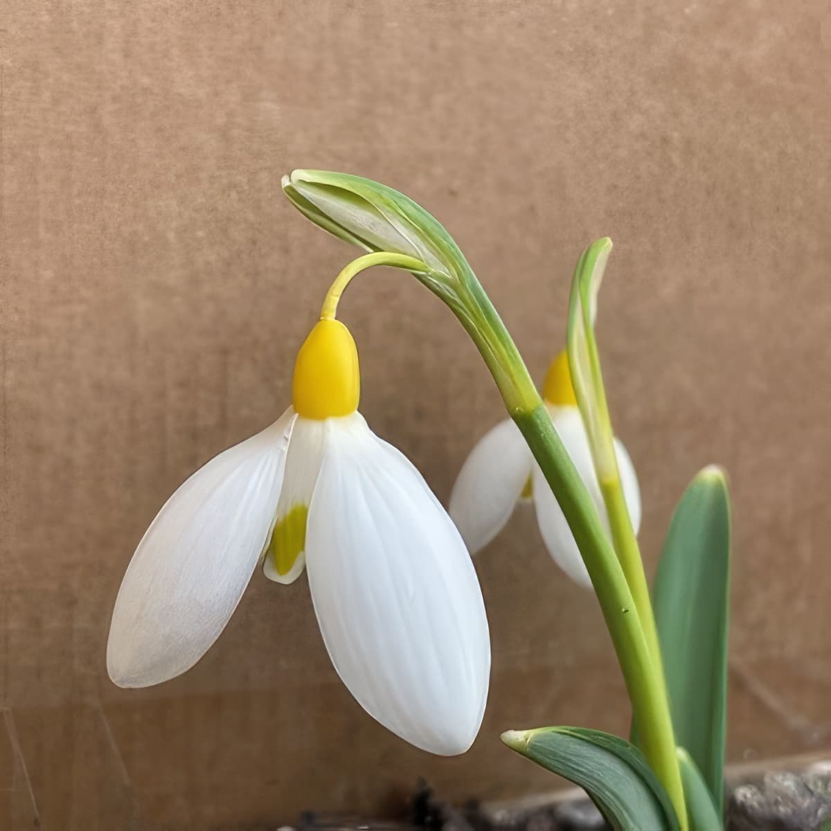 Galanthus Treasure Island