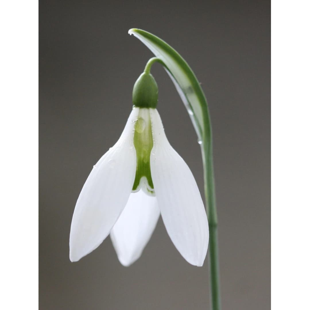 Greetings Card - Galanthus Peardrop - White Card (Free P&P)