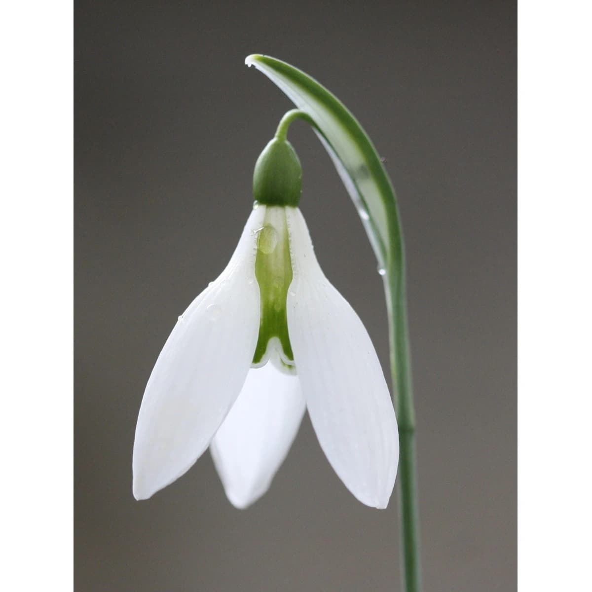 Greetings Card - Galanthus Peardrop - White Card (Free P&P)