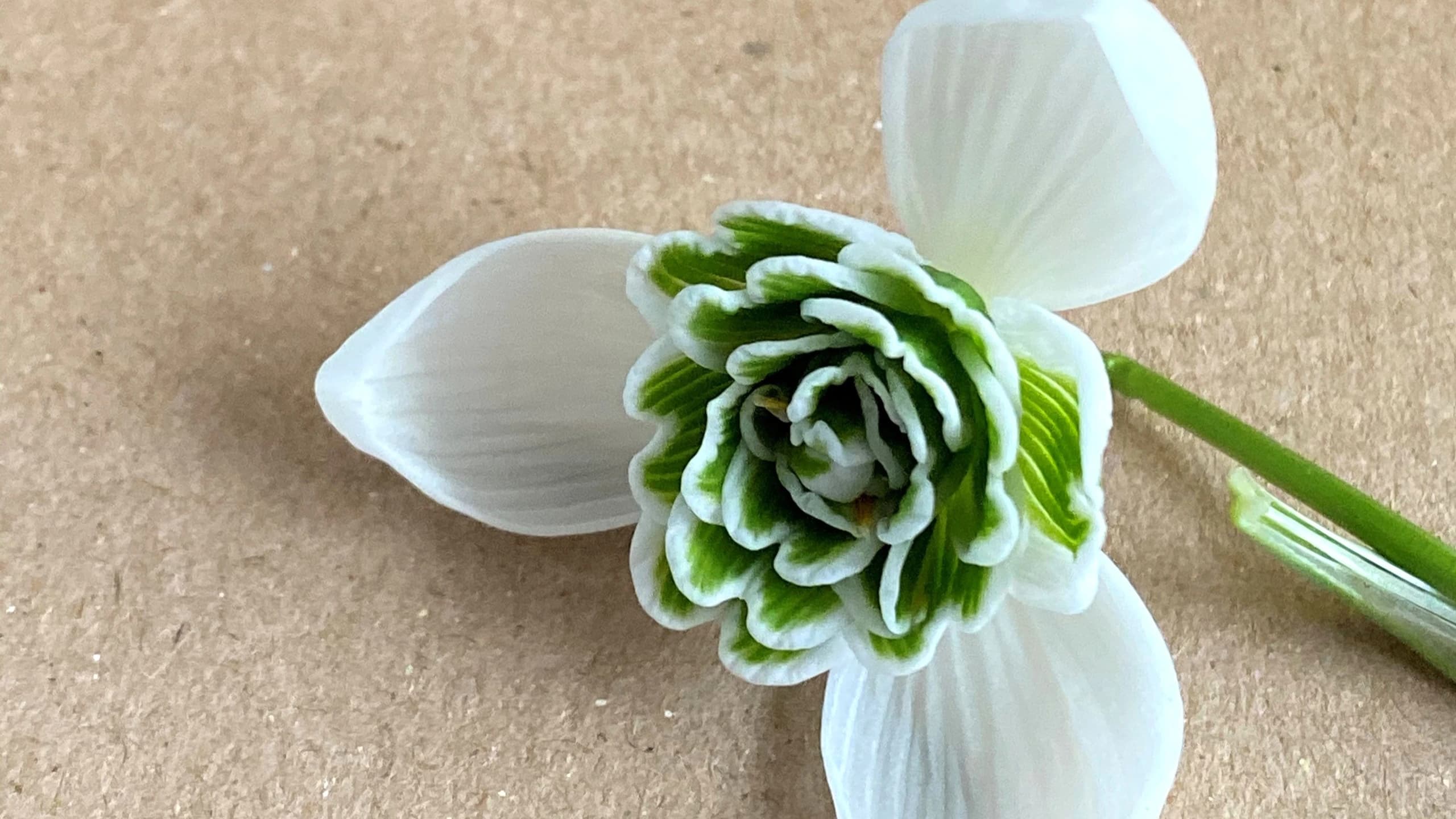 Double Snowdrops