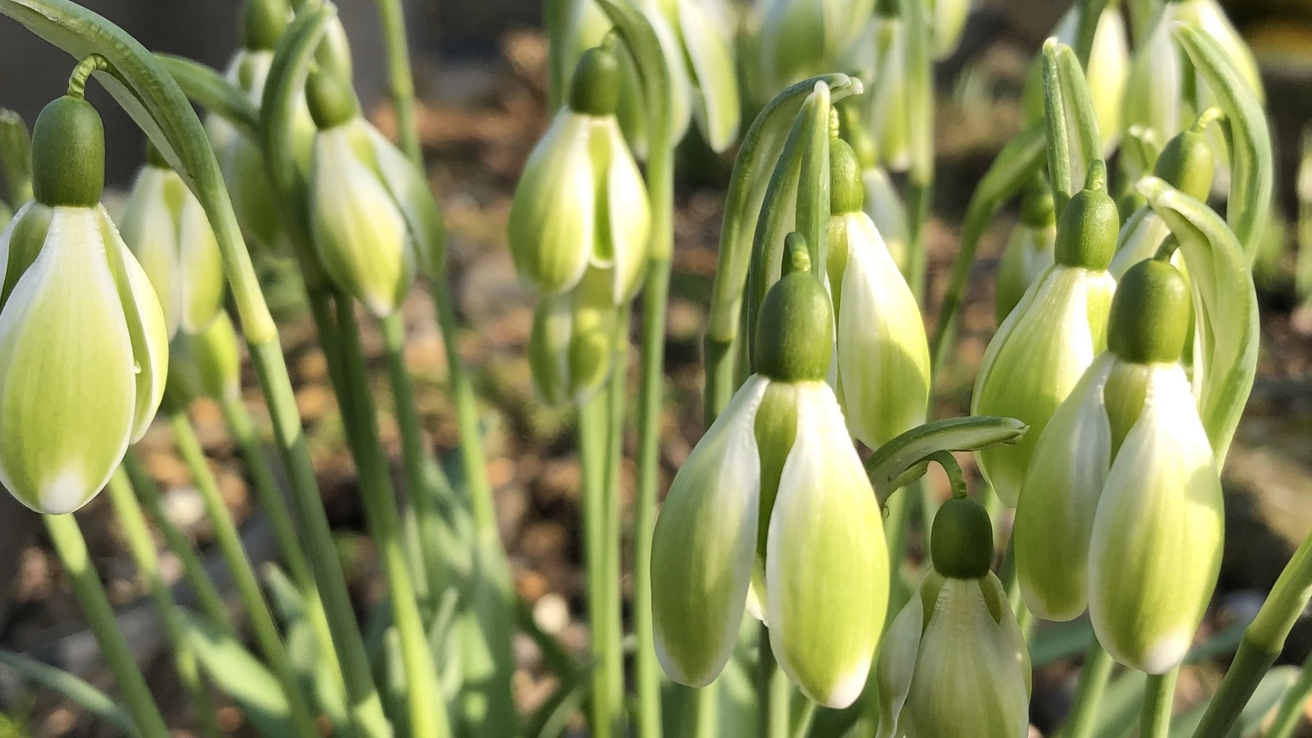 Yellow & Virescent Snowdrops