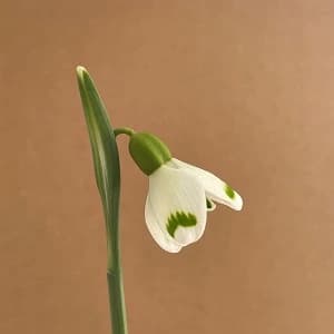 Galanthus Chantry Dougal