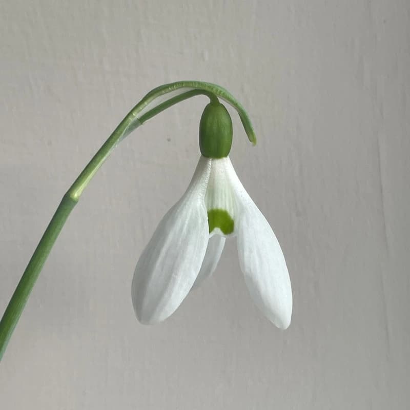 Galanthus elwesii Roger's Rough