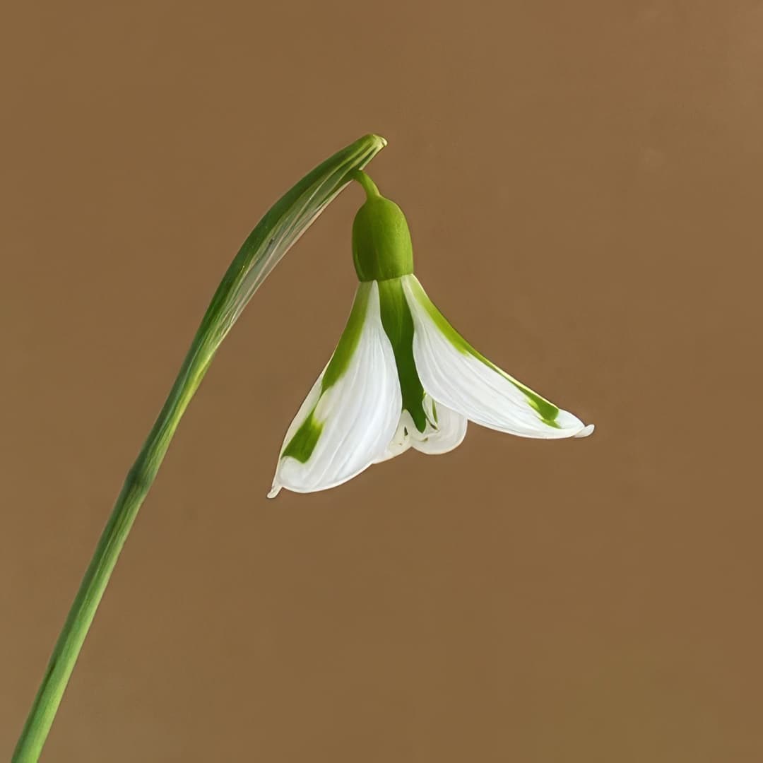 Galanthus South Hayes