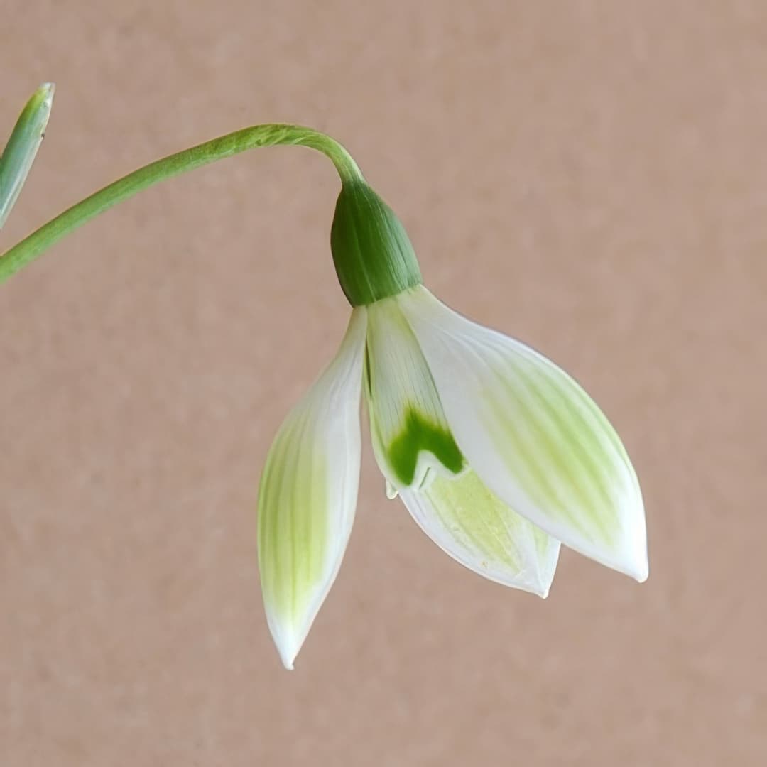 Galanthus Cowhouse Green