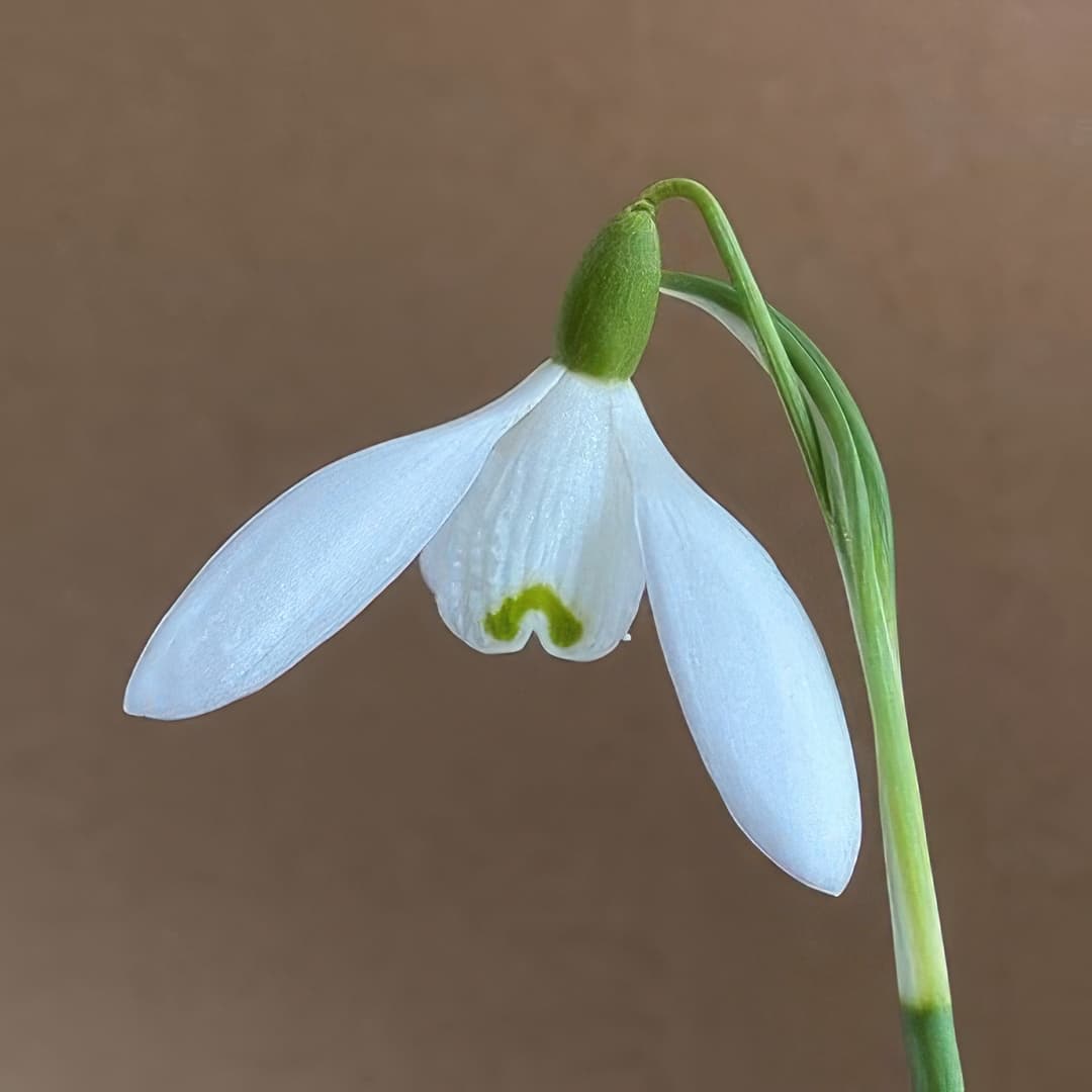 Galanthus Sir Herbert Maxwell