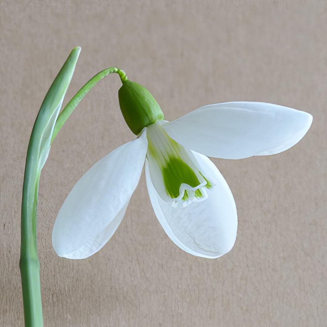 Galanthus plicatus John Long