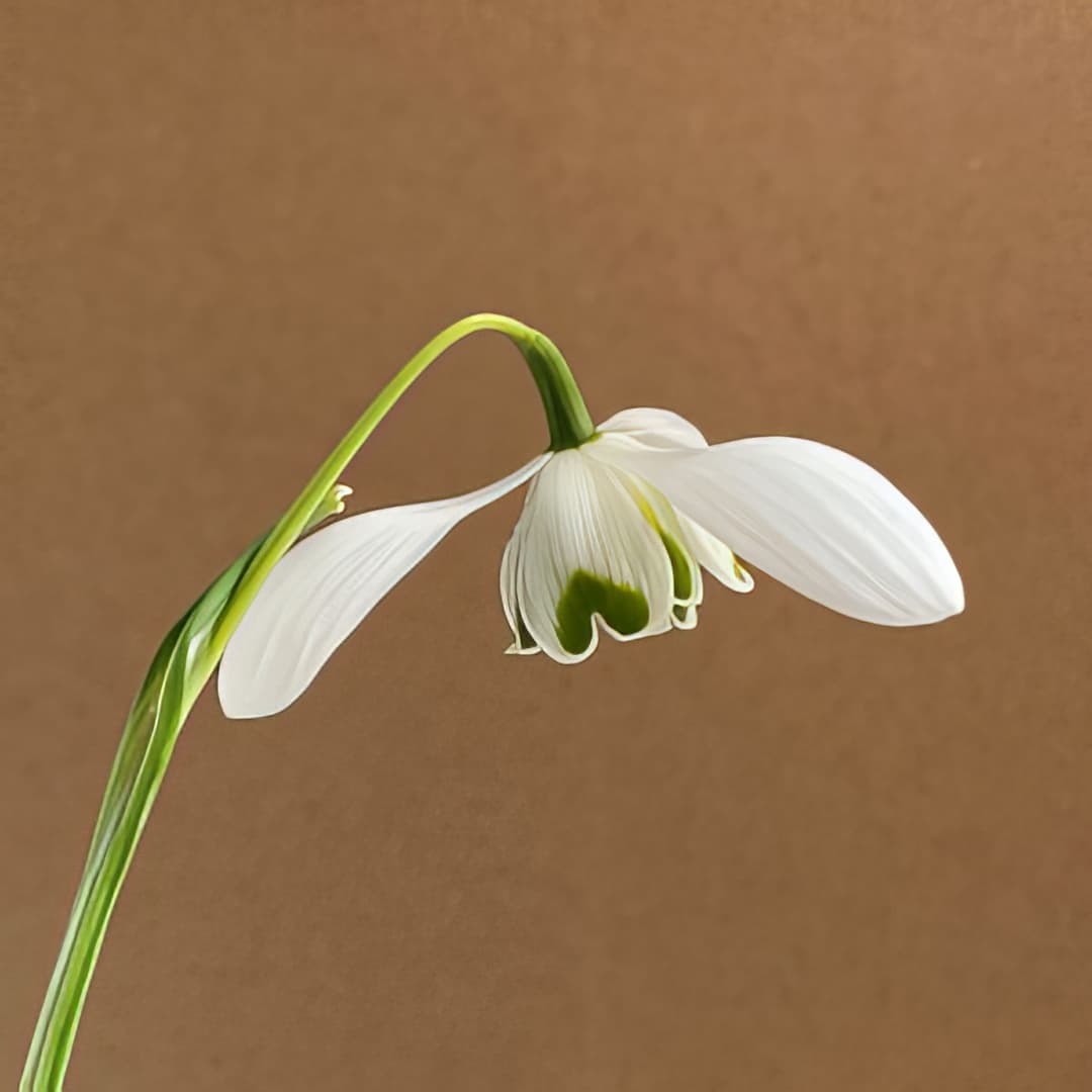 Galanthus G75