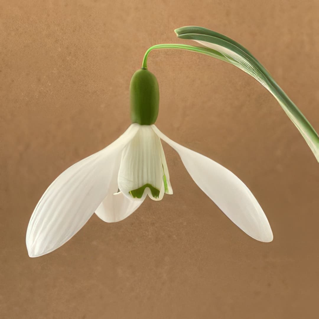 Galanthus Ketton