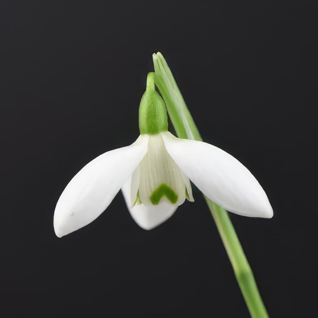 Galanthus elwesii Mrs Macnamara