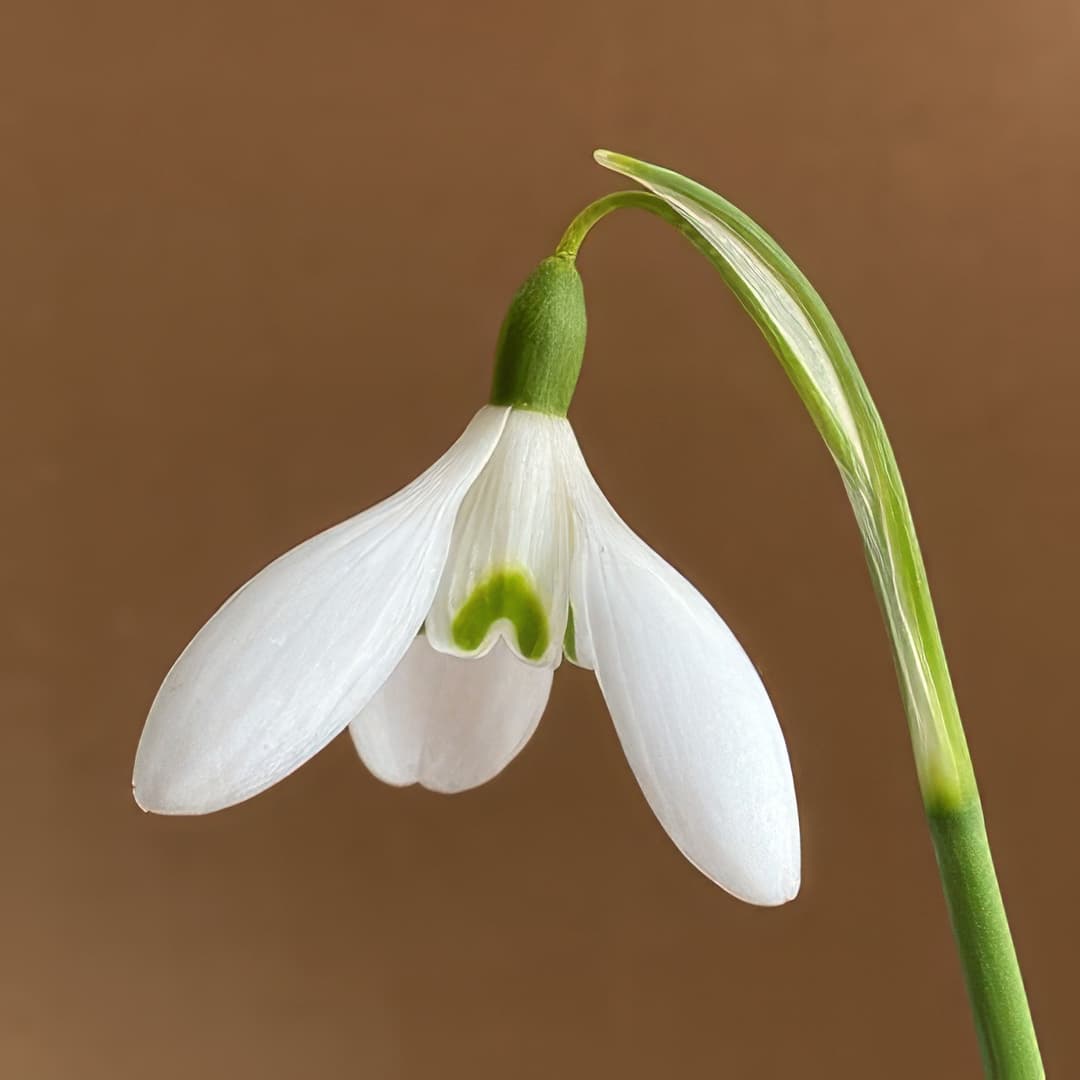 Galanthus Straffan