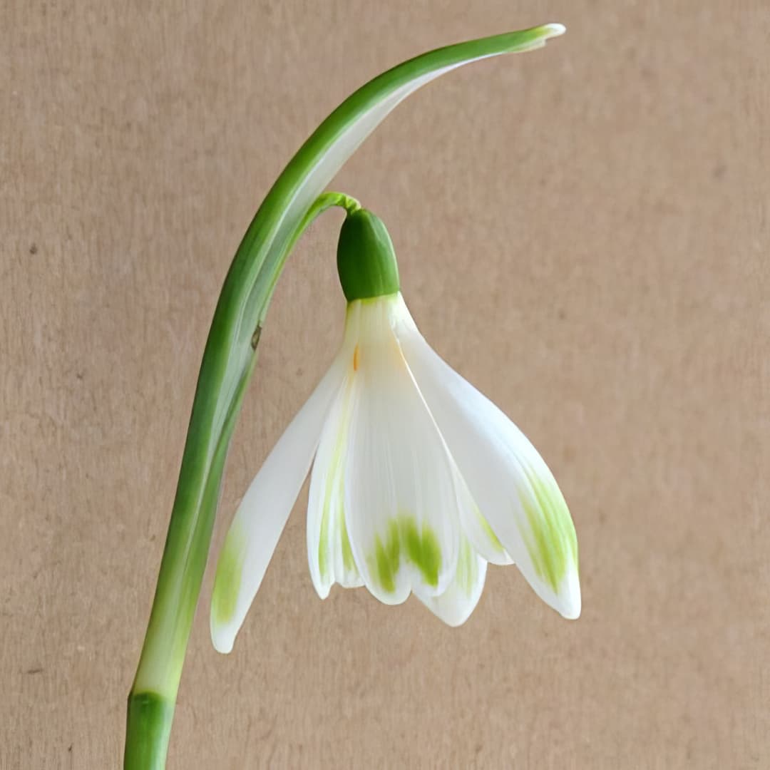 Galanthus Alan's Treat