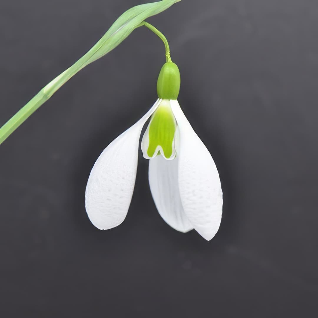 Galanthus Kew Green