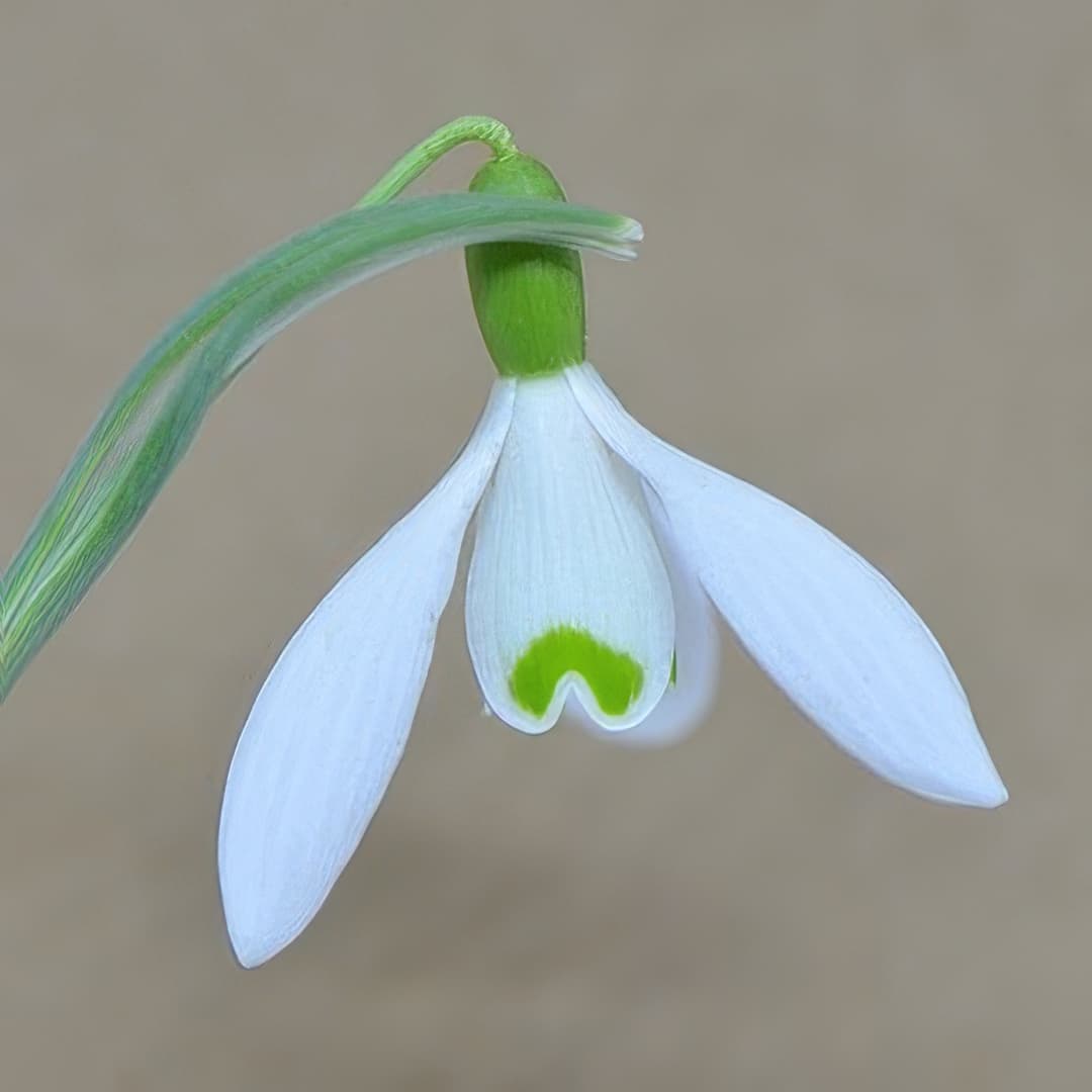 Galanthus Little Ben