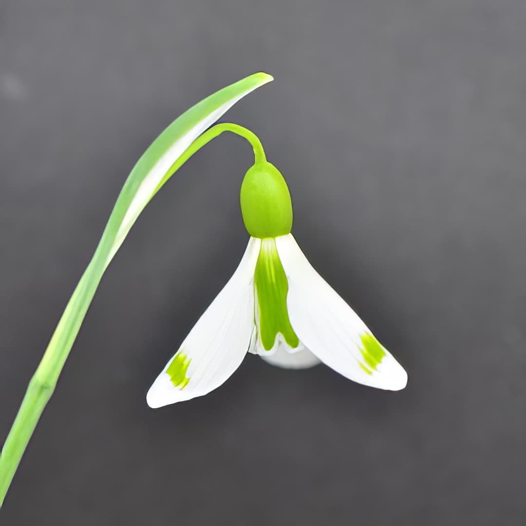 Galanthus plicatus The Wizard