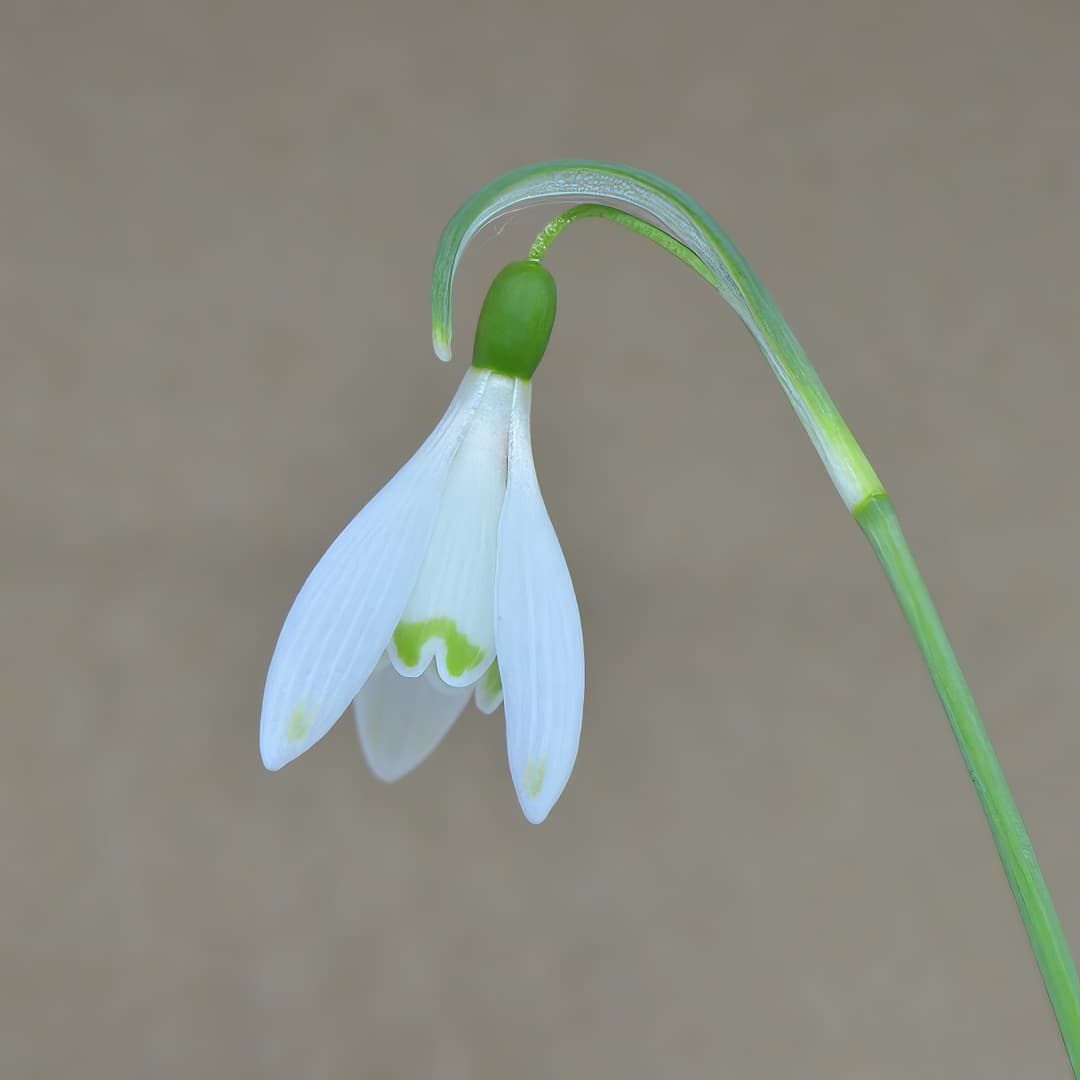 Galanthus Art Nouveau