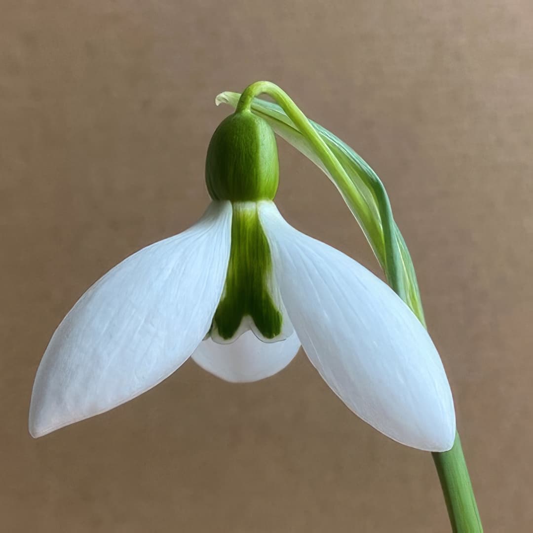 Galanthus Cicely Hall