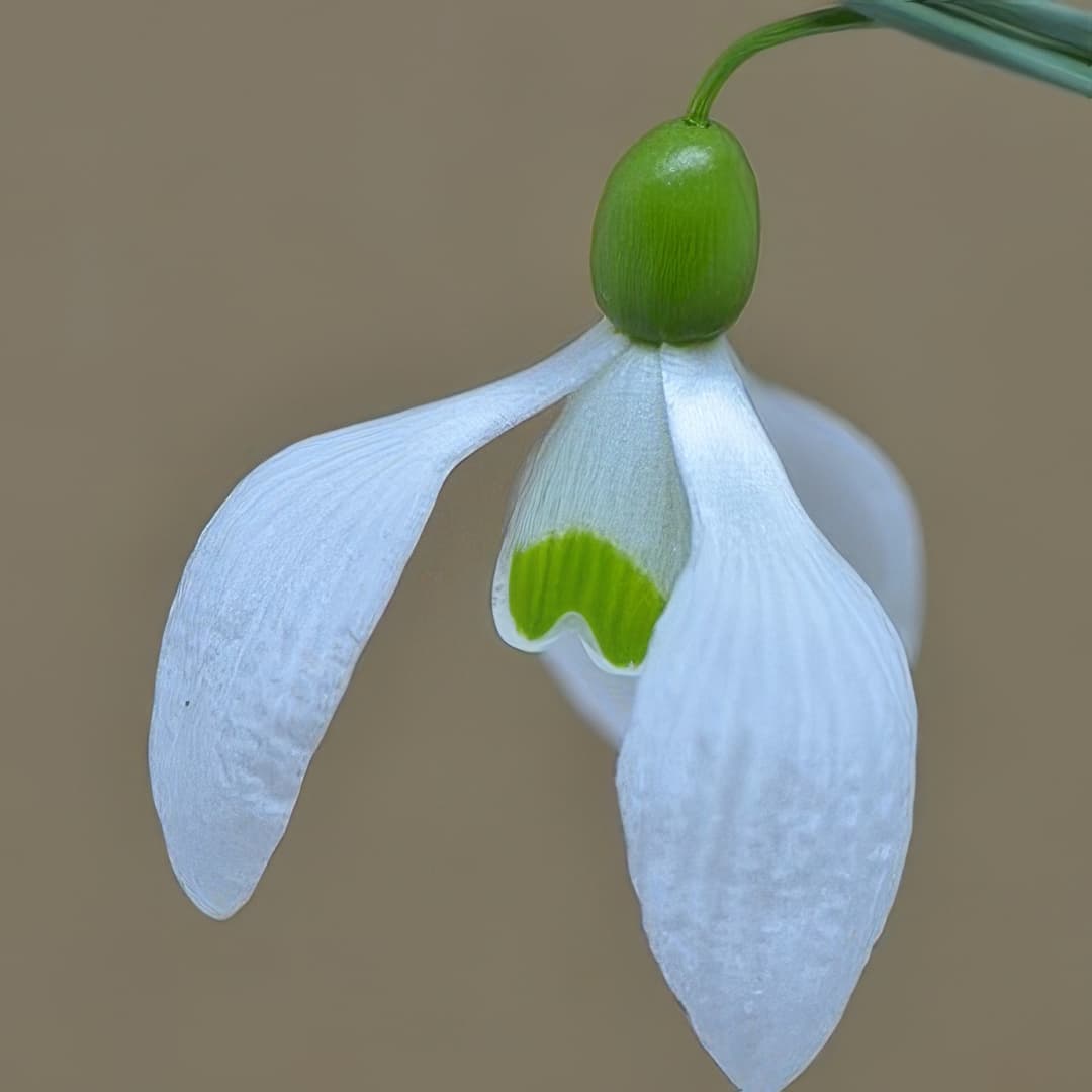 Galanthus Dodo Norton