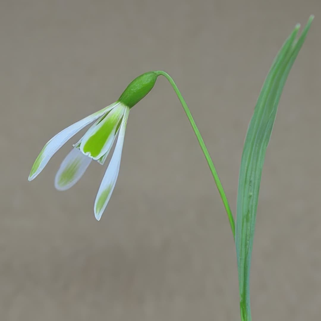 Galanthus nivalis Margery Fish
