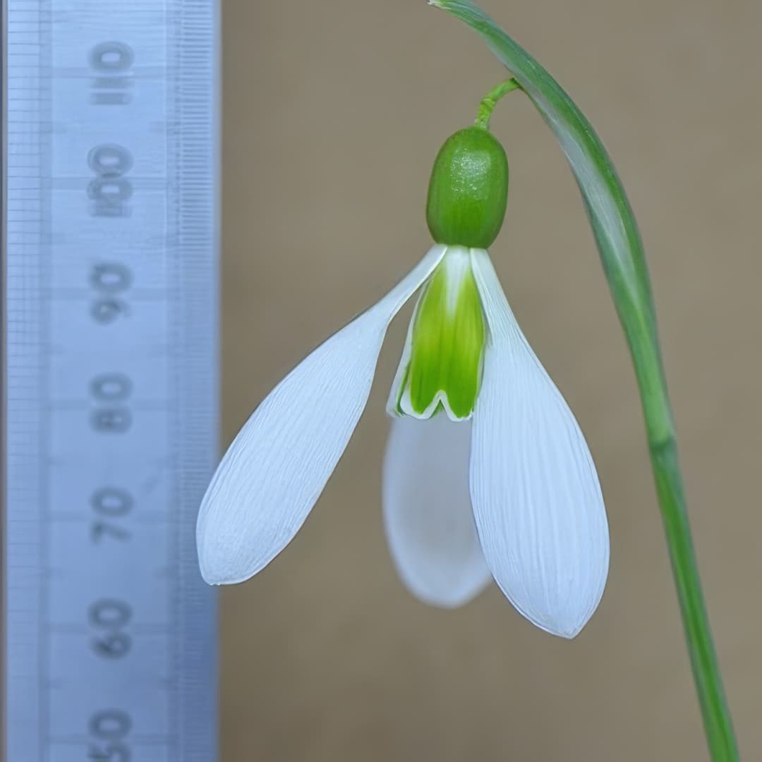 Galanthus Pride O' the Mill