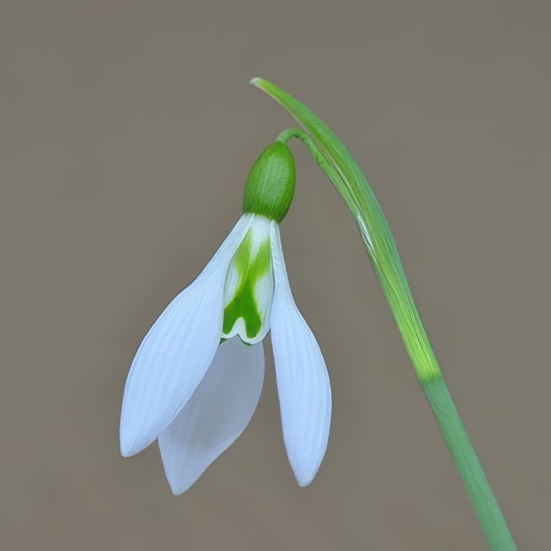 Galanthus Robin Hood