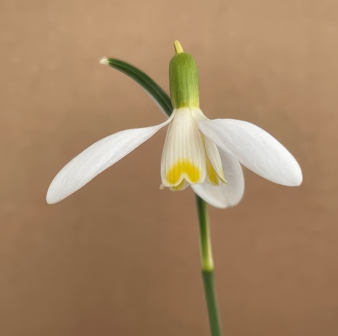 Galanthus nivalis Blonde Inge