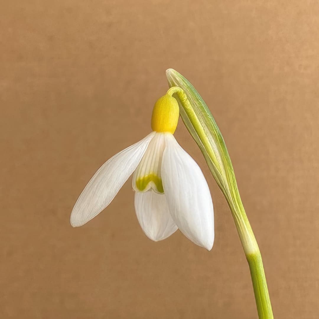 Galanthus nivalis Chrome Yellow