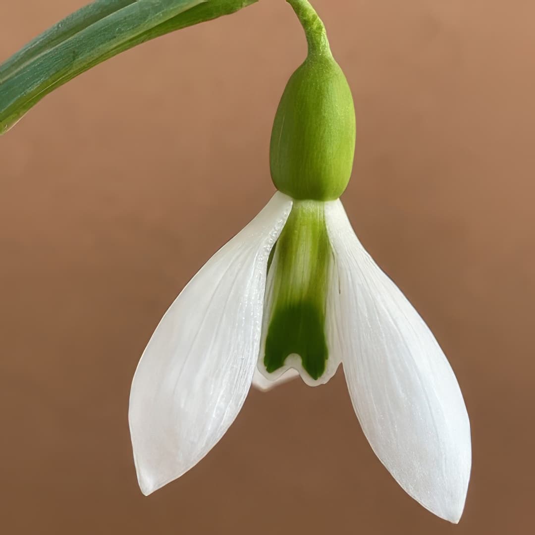 Galanthus Ding Dong