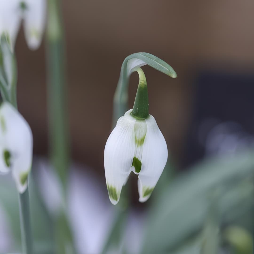 Galanthus Franz Josef
