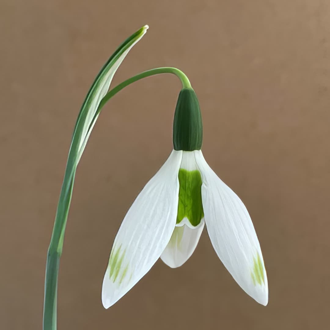 Galanthus elwesii Glenchantress
