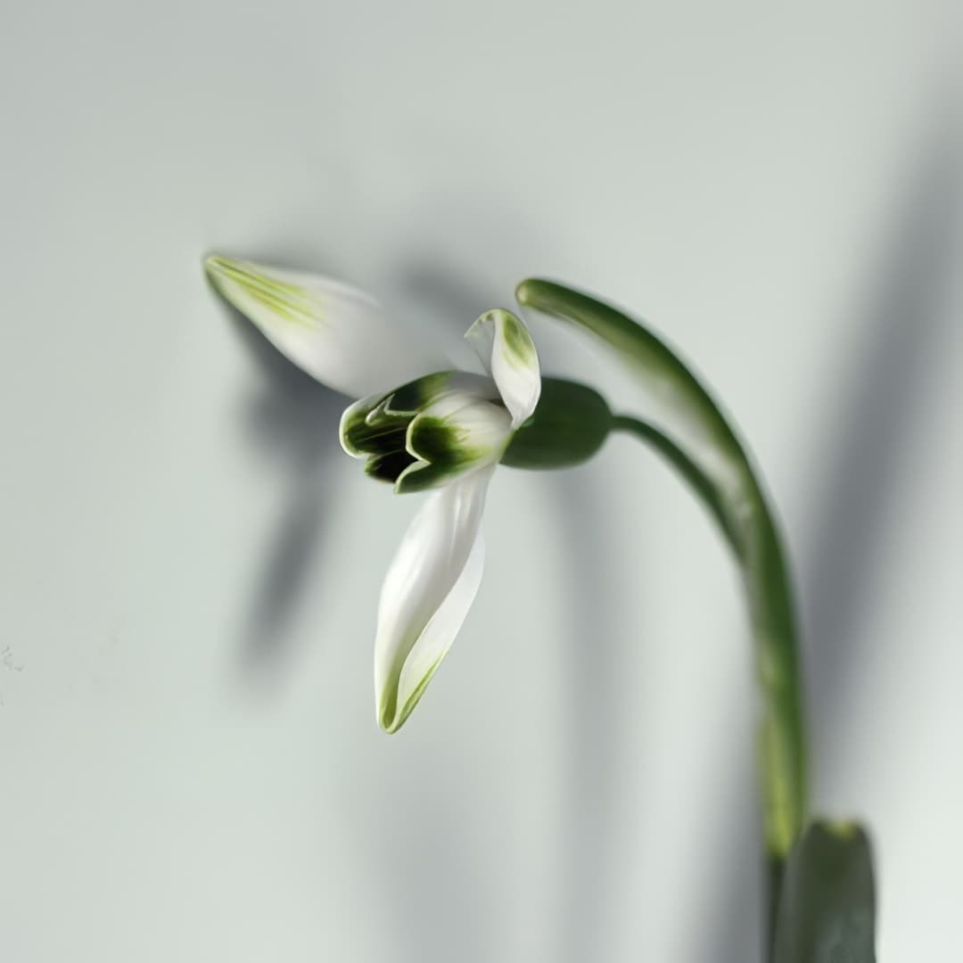 Galanthus Green Arrow