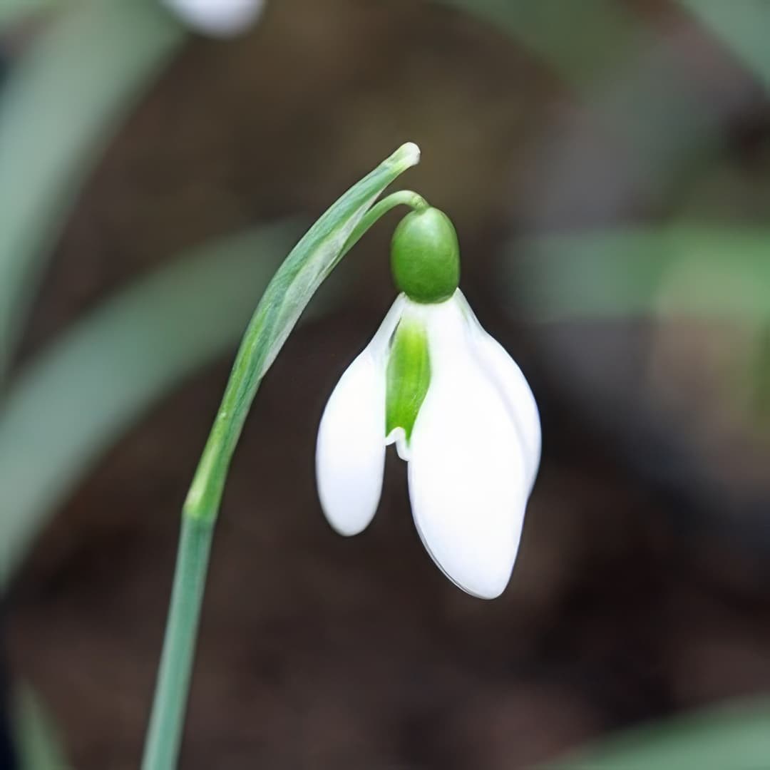 Galanthus Grune Ostern